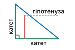 Катет у трикутнику: просте пояснення для школярів і дорослих