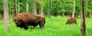 Зубр — гігант Європи, що повернувся до Карпат