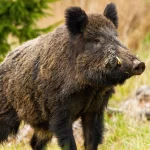 Кабан дикий — часто зустрічається в лісах і на болотах