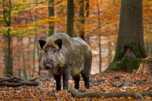 Кабан дикий — часто зустрічається в лісах і на болотах